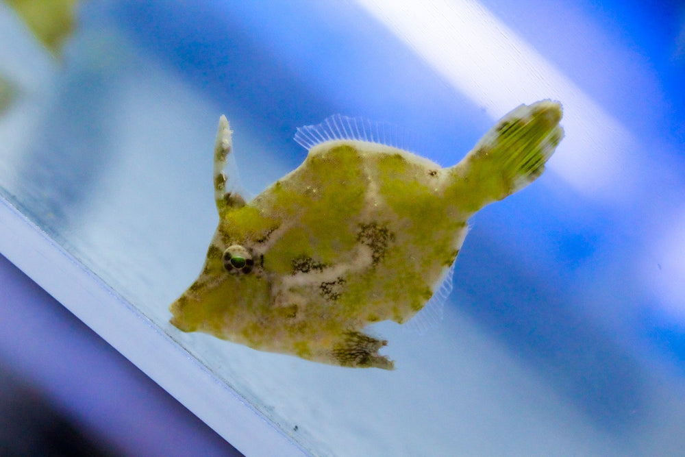 wholesale_coral - saltwater_fish saltwater_coral - rare corals - coralsdepot - Corals_Depot - live_corals - eye - catching - coral quality_marine_fish - quality - marine discoun