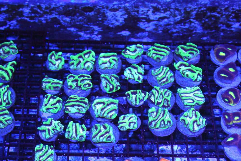 wholesale_coral - saltwater_fish saltwater_coral - rare corals - coralsdepot - Corals_Depot - live_corals - eye - catching - coral quality_marine_fish - quality - marine discoun