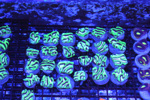 wholesale_coral - saltwater_fish saltwater_coral - rare corals - coralsdepot - Corals_Depot - live_corals - eye - catching - coral quality_marine_fish - quality - marine discoun