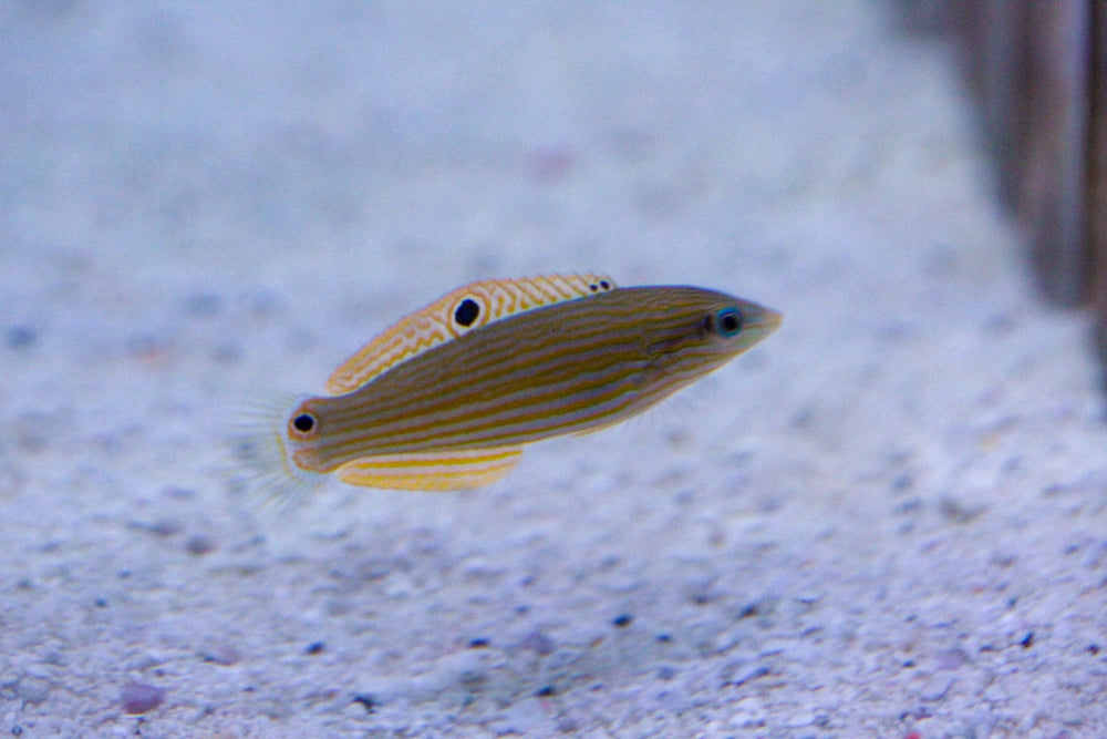 wholesale_coral - saltwater_fish saltwater_coral - rare corals - coralsdepot - Corals_Depot - live_corals - eye - catching - coral quality_marine_fish - quality - marine discoun