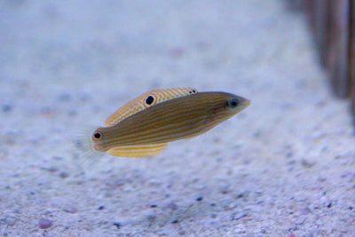 wholesale_coral - saltwater_fish saltwater_coral - rare corals - coralsdepot - Corals_Depot - live_corals - eye - catching - coral quality_marine_fish - quality - marine discoun