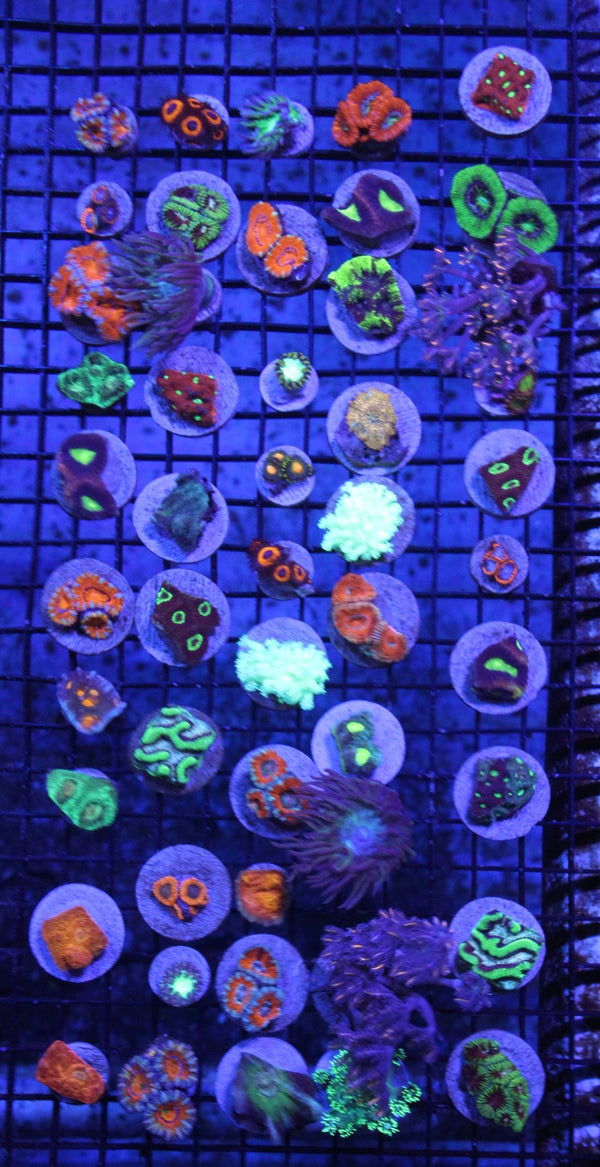 wholesale_coral - saltwater_fish saltwater_coral - rare corals - coralsdepot - Corals_Depot - live_corals - eye - catching - coral quality_marine_fish - quality - marine discoun