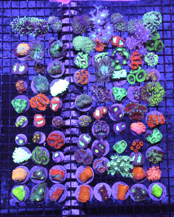 wholesale_coral - saltwater_fish saltwater_coral - rare corals - coralsdepot - Corals_Depot - live_corals - eye - catching - coral quality_marine_fish - quality - marine discoun