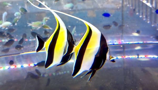 wholesale_coral - saltwater_fish saltwater_coral - rare corals - coralsdepot - Corals_Depot - live_corals - eye - catching - coral quality_marine_fish - quality - marine discoun