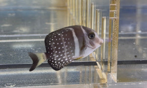 wholesale_coral - saltwater_fish saltwater_coral - rare corals - coralsdepot - Corals_Depot - live_corals - eye - catching - coral quality_marine_fish - quality - marine discoun