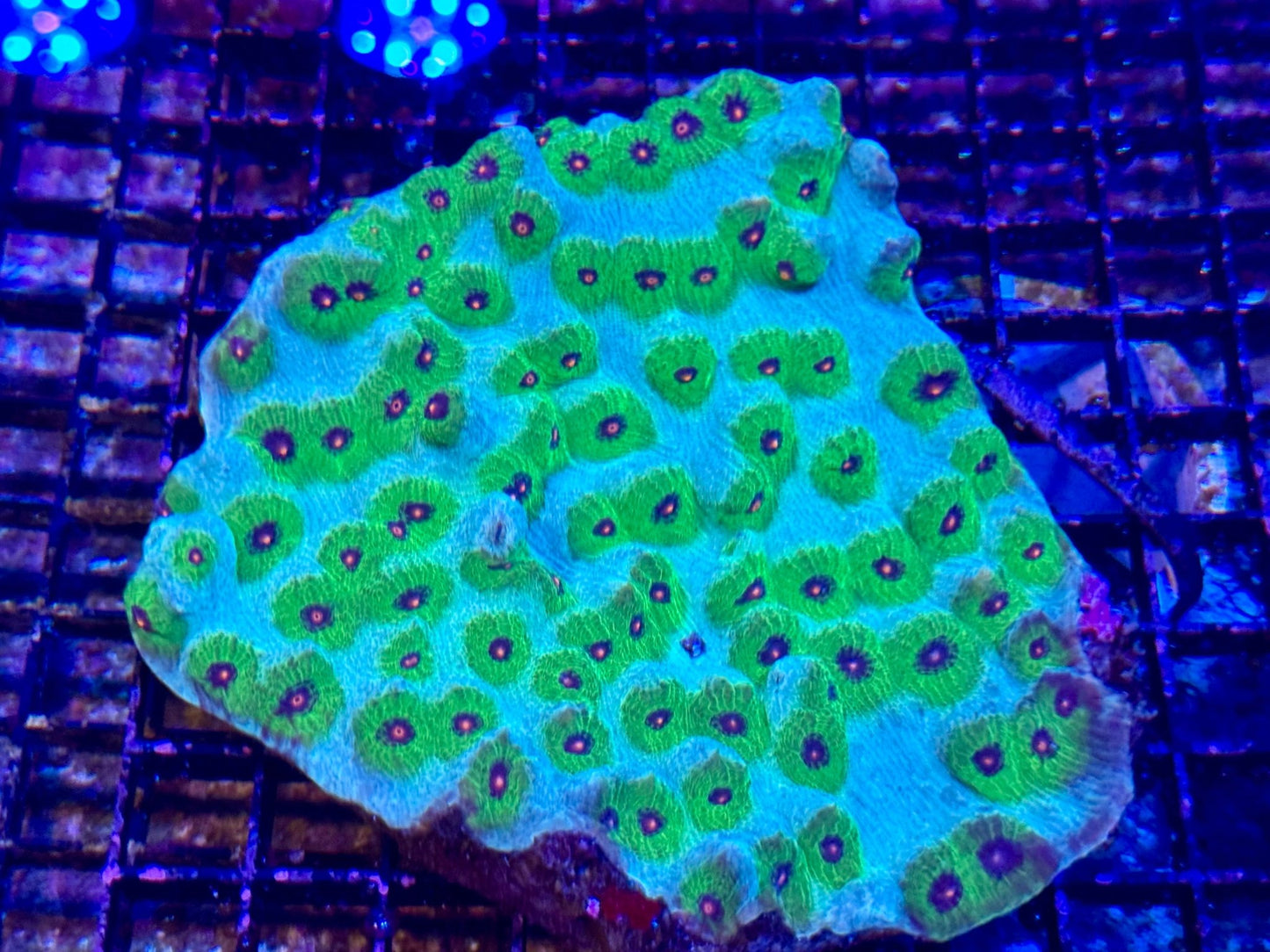#wholesale_coral# - #saltwater_fish# #saltwater_coral# - #rare corals# - #coralsdepot# - #Corals_Depot# - #live_corals# - #eye - catching - coral# #quality_marine_fish# - #quality - marine# #discoun