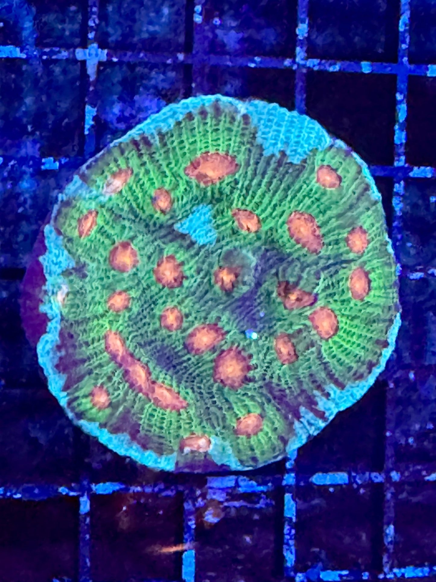 #wholesale_coral# - #saltwater_fish# #saltwater_coral# - #rare corals# - #coralsdepot# - #Corals_Depot# - #live_corals# - #eye - catching - coral# #quality_marine_fish# - #quality - marine# #discoun