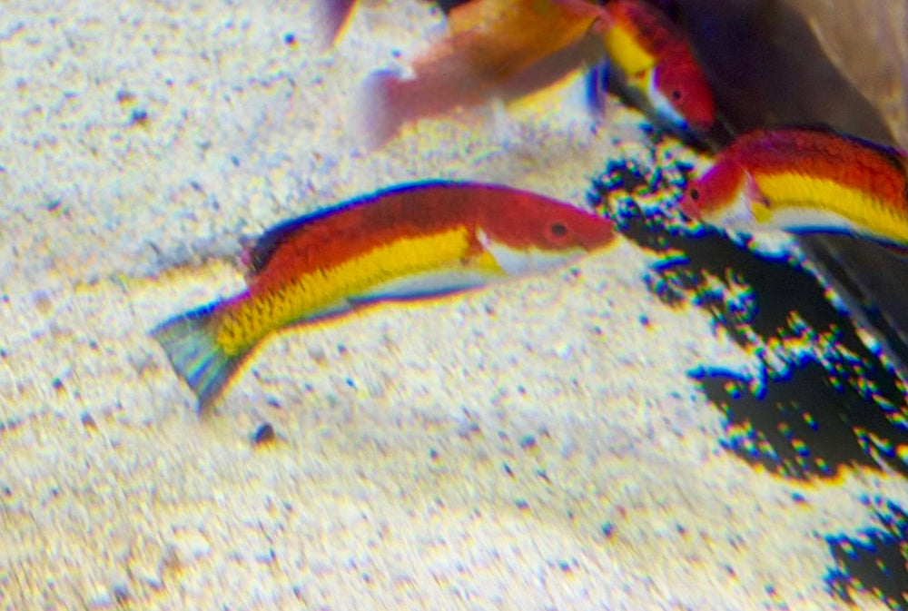 wholesale_coral - saltwater_fish saltwater_coral - rare corals - coralsdepot - Corals_Depot - live_corals - eye - catching - coral quality_marine_fish - quality - marine discoun