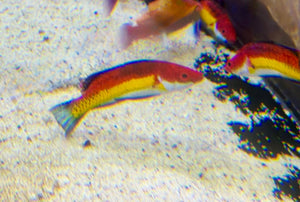 wholesale_coral - saltwater_fish saltwater_coral - rare corals - coralsdepot - Corals_Depot - live_corals - eye - catching - coral quality_marine_fish - quality - marine discoun