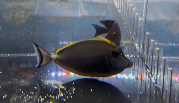 wholesale_coral - saltwater_fish saltwater_coral - rare corals - coralsdepot - Corals_Depot - live_corals - eye - catching - coral quality_marine_fish - quality - marine discoun