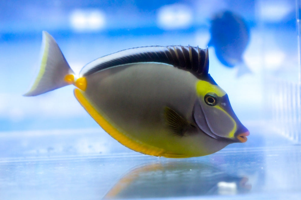 wholesale_coral - saltwater_fish saltwater_coral - rare corals - coralsdepot - Corals_Depot - live_corals - eye - catching - coral quality_marine_fish - quality - marine discoun