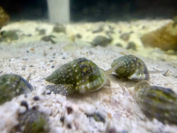 wholesale_coral - saltwater_fish saltwater_coral - rare corals - coralsdepot - Corals_Depot - live_corals - eye - catching - coral quality_marine_fish - quality - marine discoun