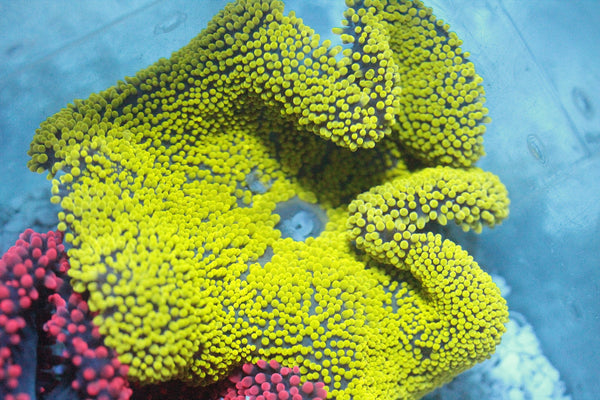wholesale_coral - saltwater_fish saltwater_coral - rare corals - coralsdepot - Corals_Depot - live_corals - eye - catching - coral quality_marine_fish - quality - marine discoun