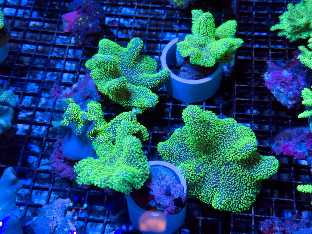 wholesale_coral - saltwater_fish saltwater_coral - rare corals - coralsdepot - Corals_Depot - live_corals - eye - catching - coral quality_marine_fish - quality - marine discoun
