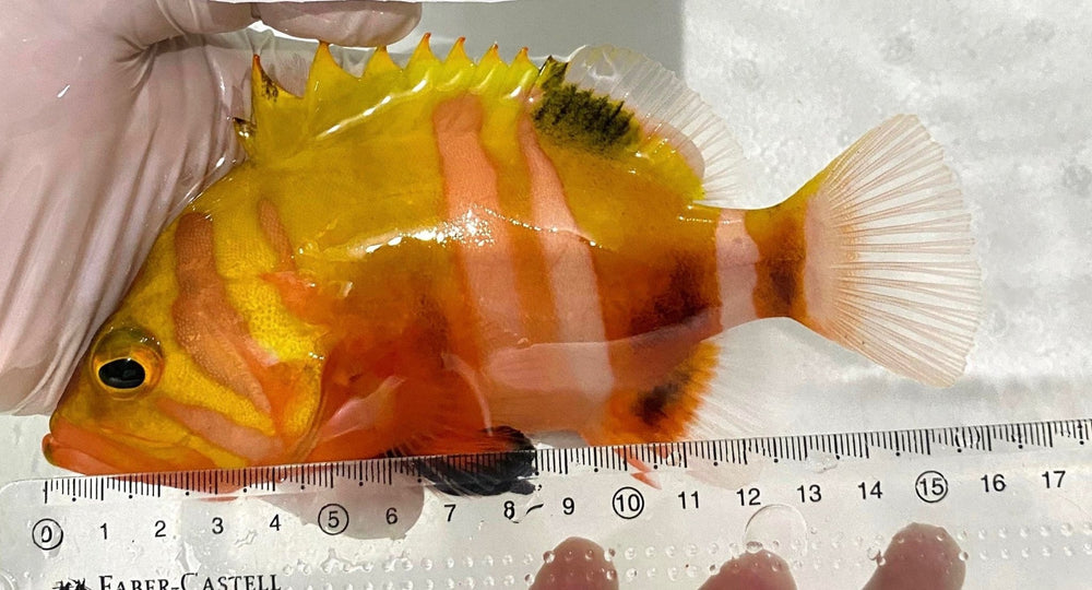 wholesale_coral - saltwater_fish saltwater_coral - rare corals - coralsdepot - Corals_Depot - live_corals - eye - catching - coral quality_marine_fish - quality - marine discoun