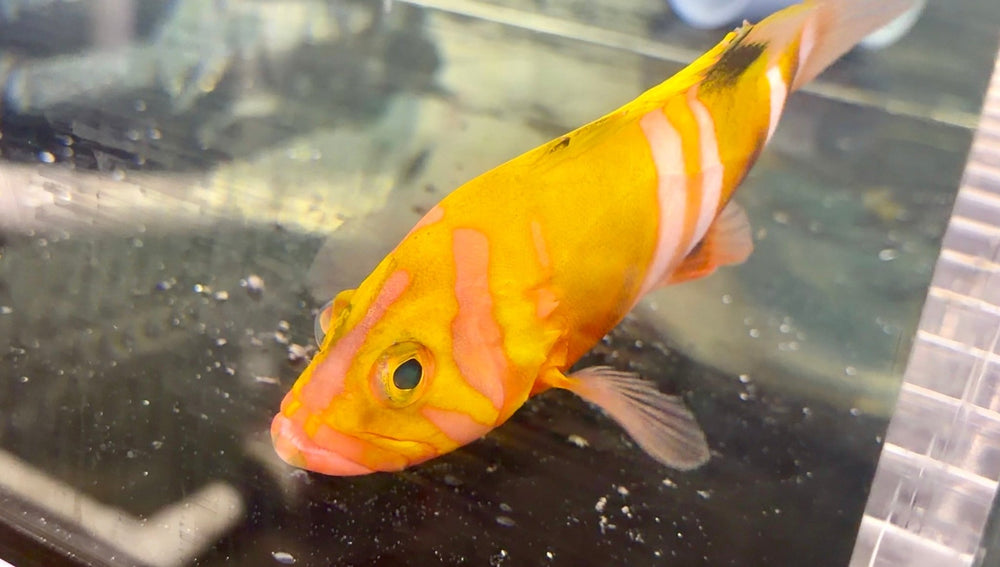 wholesale_coral - saltwater_fish saltwater_coral - rare corals - coralsdepot - Corals_Depot - live_corals - eye - catching - coral quality_marine_fish - quality - marine discoun