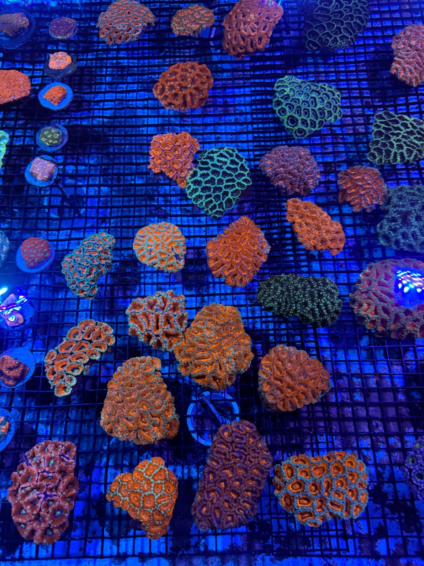 #wholesale_coral# - #saltwater_fish# #saltwater_coral# - #rare corals# - #coralsdepot# - #Corals_Depot# - #live_corals# - #eye - catching - coral# #quality_marine_fish# - #quality - marine# #discoun