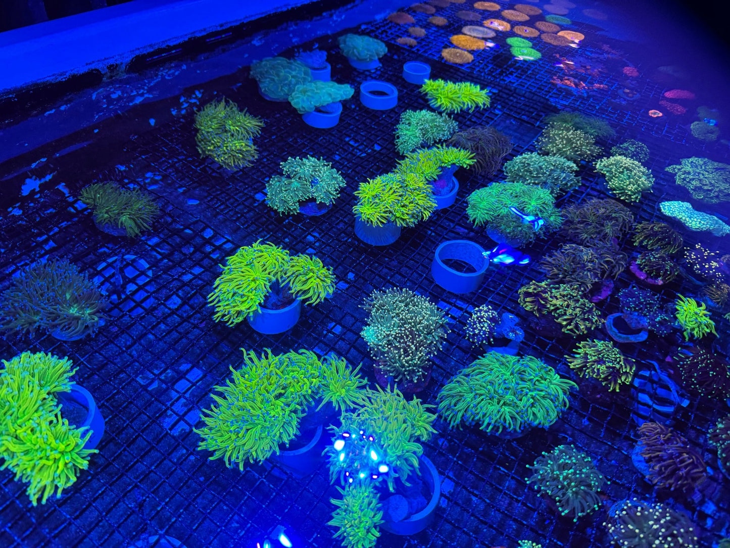 #wholesale_coral# - #saltwater_fish# #saltwater_coral# - #rare corals# - #coralsdepot# - #Corals_Depot# - #live_corals# - #eye - catching - coral# #quality_marine_fish# - #quality - marine# #discoun