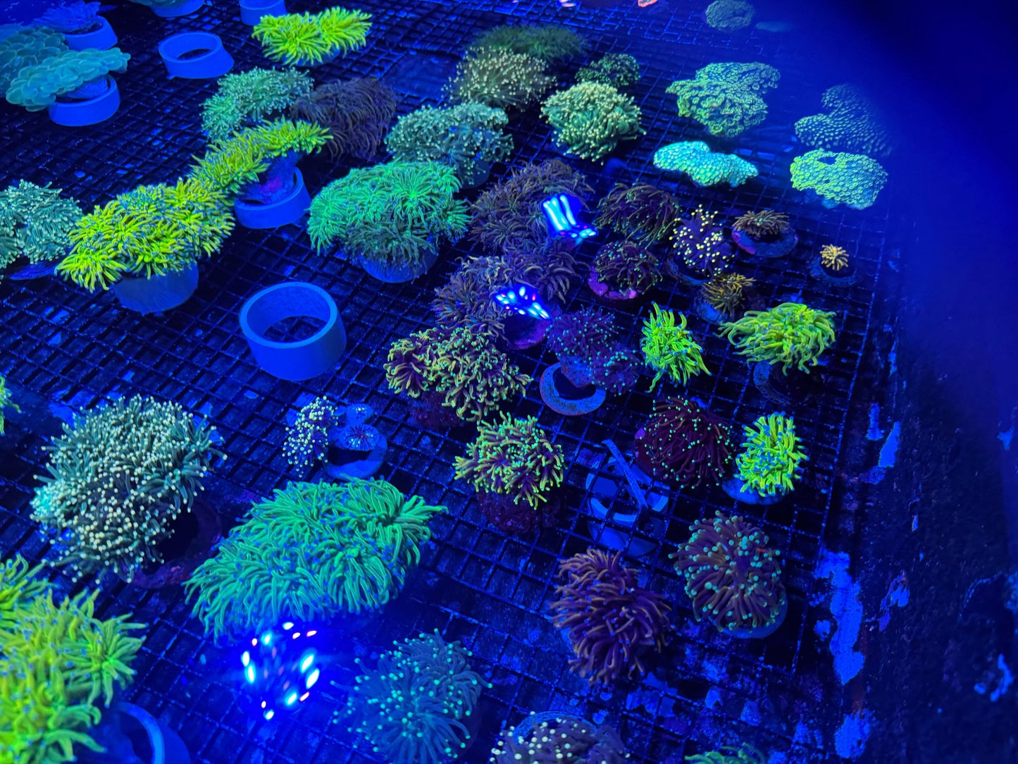 #wholesale_coral# - #saltwater_fish# #saltwater_coral# - #rare corals# - #coralsdepot# - #Corals_Depot# - #live_corals# - #eye - catching - coral# #quality_marine_fish# - #quality - marine# #discoun
