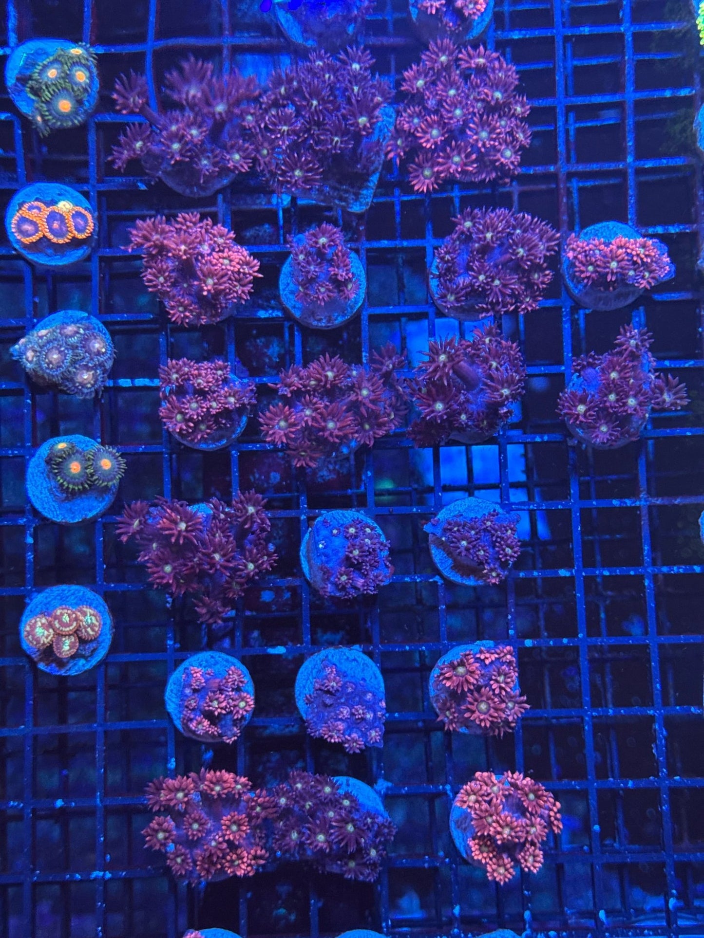 #wholesale_coral# - #saltwater_fish# #saltwater_coral# - #rare corals# - #coralsdepot# - #Corals_Depot# - #live_corals# - #eye - catching - coral# #quality_marine_fish# - #quality - marine# #discoun