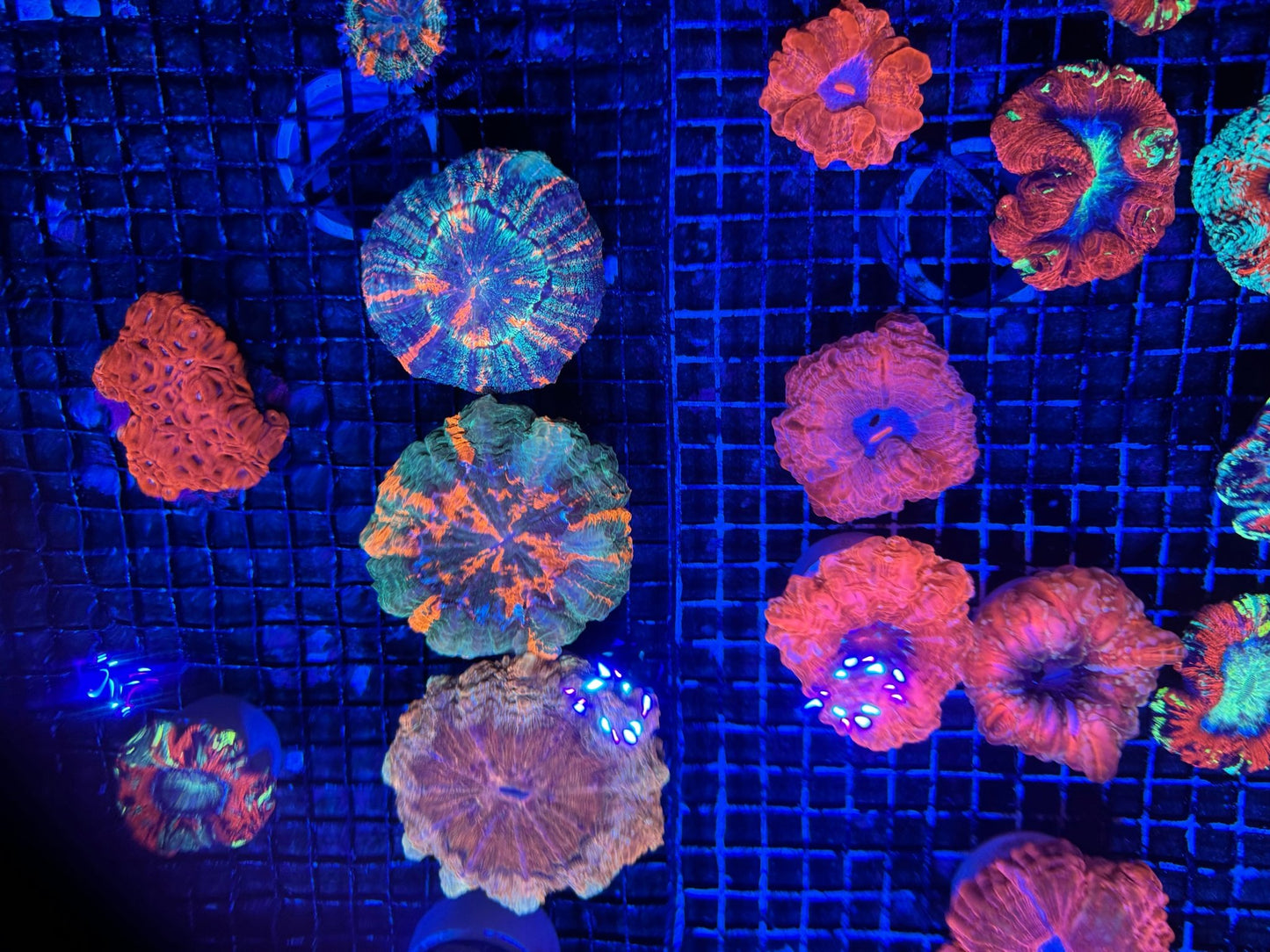#wholesale_coral# - #saltwater_fish# #saltwater_coral# - #rare corals# - #coralsdepot# - #Corals_Depot# - #live_corals# - #eye - catching - coral# #quality_marine_fish# - #quality - marine# #discoun