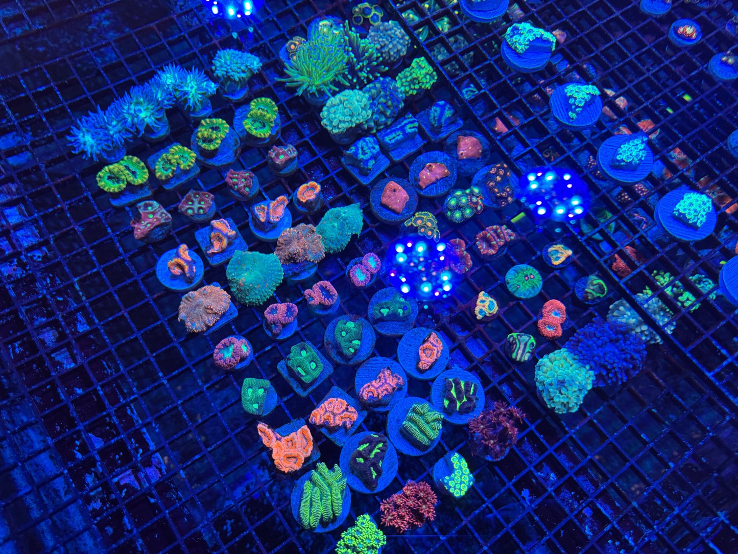#wholesale_coral# - #saltwater_fish# #saltwater_coral# - #rare corals# - #coralsdepot# - #Corals_Depot# - #live_corals# - #eye - catching - coral# #quality_marine_fish# - #quality - marine# #discoun