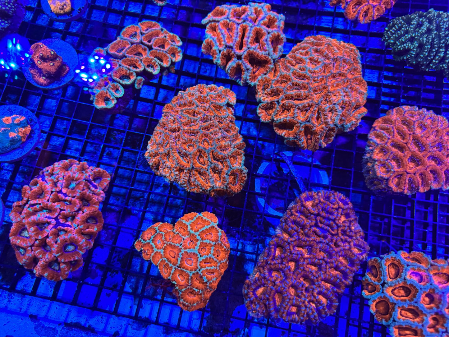 #wholesale_coral# - #saltwater_fish# #saltwater_coral# - #rare corals# - #coralsdepot# - #Corals_Depot# - #live_corals# - #eye - catching - coral# #quality_marine_fish# - #quality - marine# #discoun