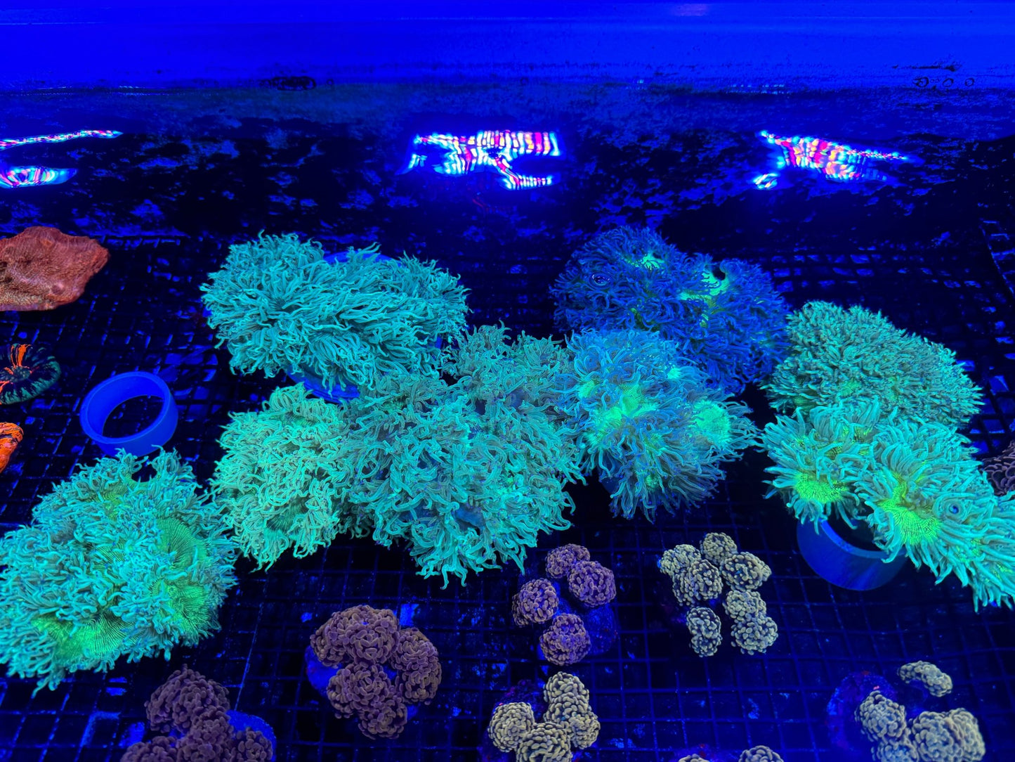 #wholesale_coral# - #saltwater_fish# #saltwater_coral# - #rare corals# - #coralsdepot# - #Corals_Depot# - #live_corals# - #eye - catching - coral# #quality_marine_fish# - #quality - marine# #discoun