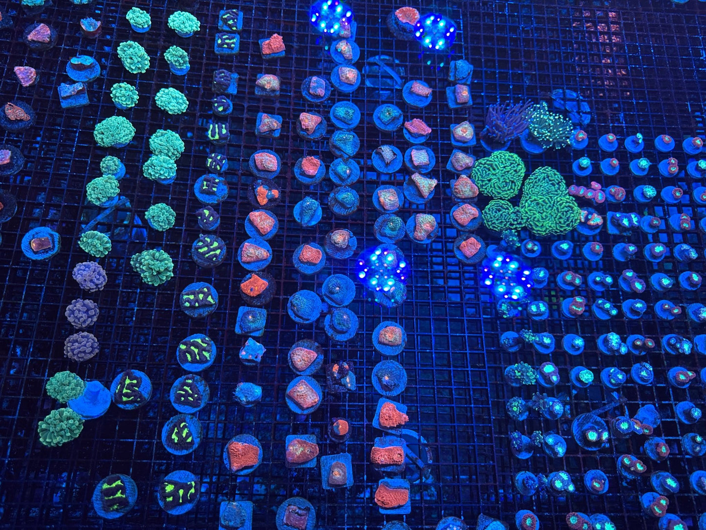#wholesale_coral# - #saltwater_fish# #saltwater_coral# - #rare corals# - #coralsdepot# - #Corals_Depot# - #live_corals# - #eye - catching - coral# #quality_marine_fish# - #quality - marine# #discoun