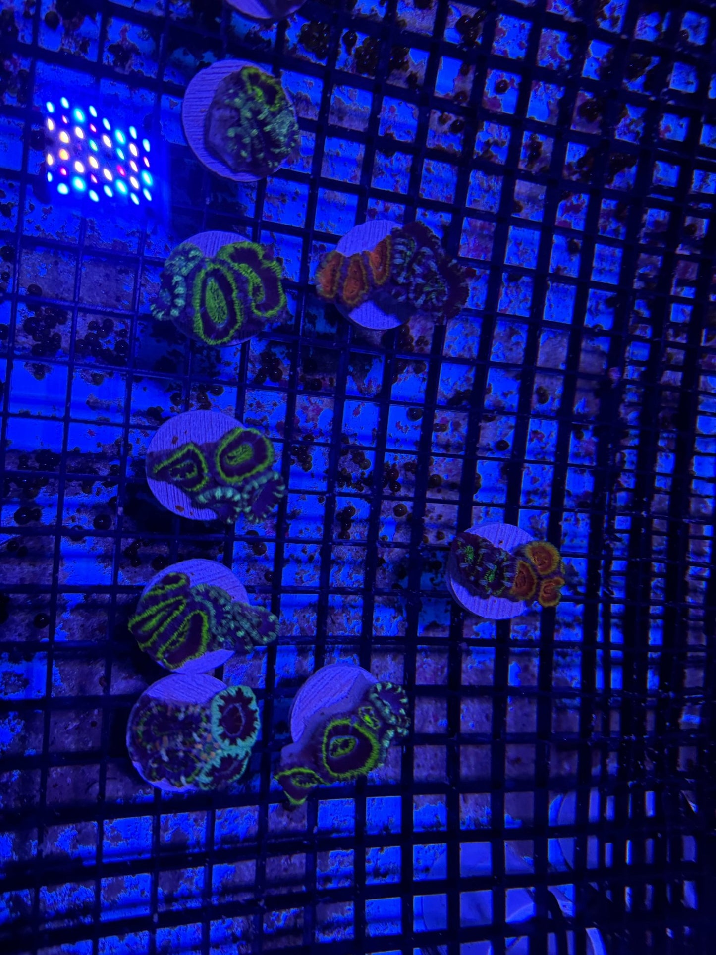 #wholesale_coral# - #saltwater_fish# #saltwater_coral# - #rare corals# - #coralsdepot# - #Corals_Depot# - #live_corals# - #eye - catching - coral# #quality_marine_fish# - #quality - marine# #discoun