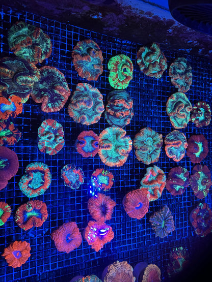#wholesale_coral# - #saltwater_fish# #saltwater_coral# - #rare corals# - #coralsdepot# - #Corals_Depot# - #live_corals# - #eye - catching - coral# #quality_marine_fish# - #quality - marine# #discoun