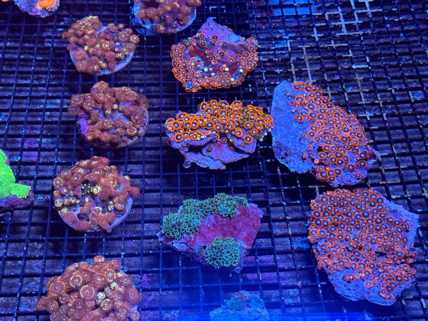 #wholesale_coral# - #saltwater_fish# #saltwater_coral# - #rare corals# - #coralsdepot# - #Corals_Depot# - #live_corals# - #eye - catching - coral# #quality_marine_fish# - #quality - marine# #discoun