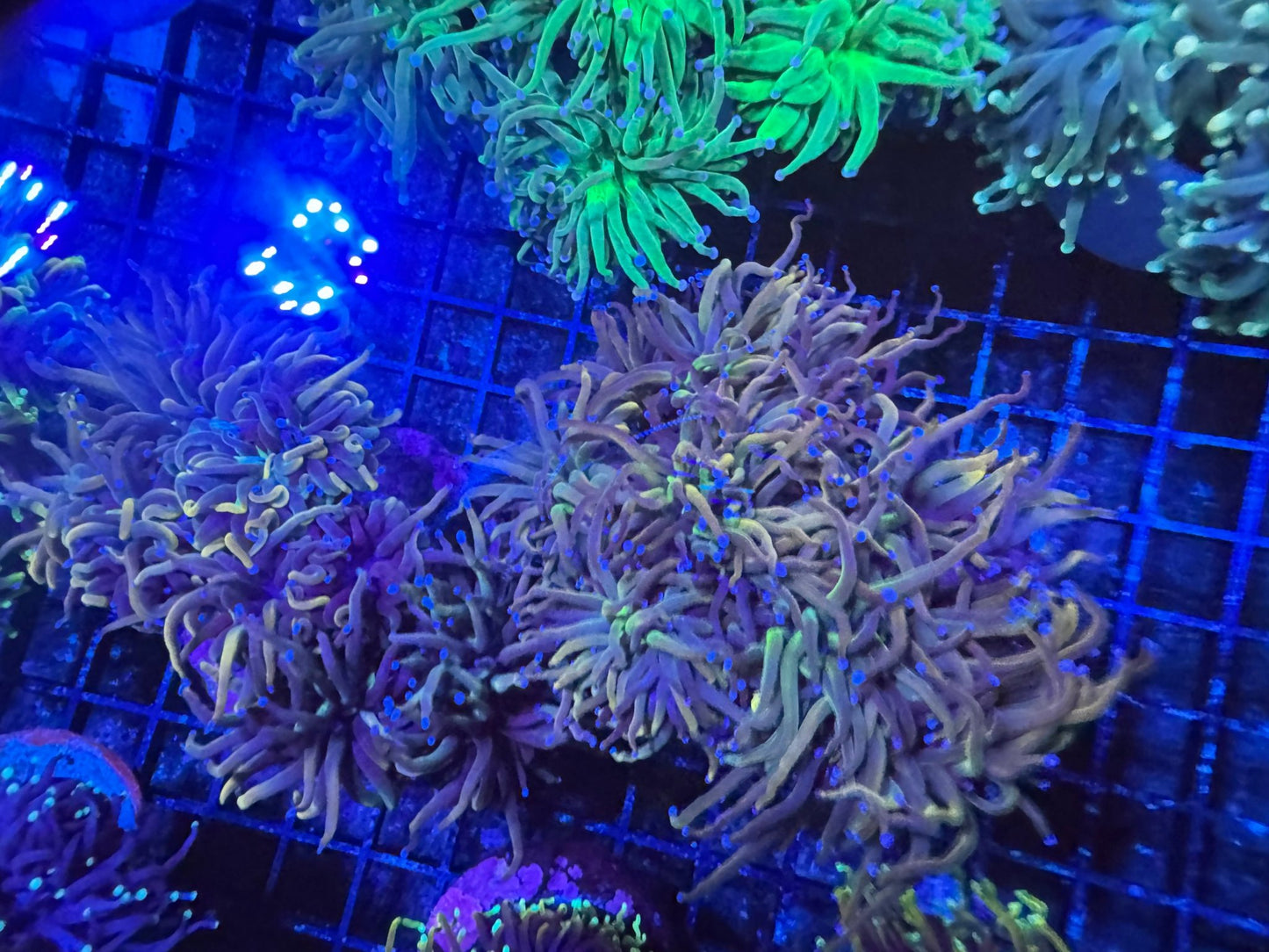 #wholesale_coral# - #saltwater_fish# #saltwater_coral# - #rare corals# - #coralsdepot# - #Corals_Depot# - #live_corals# - #eye - catching - coral# #quality_marine_fish# - #quality - marine# #discoun