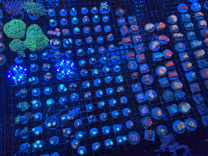 #wholesale_coral# - #saltwater_fish# #saltwater_coral# - #rare corals# - #coralsdepot# - #Corals_Depot# - #live_corals# - #eye - catching - coral# #quality_marine_fish# - #quality - marine# #discoun
