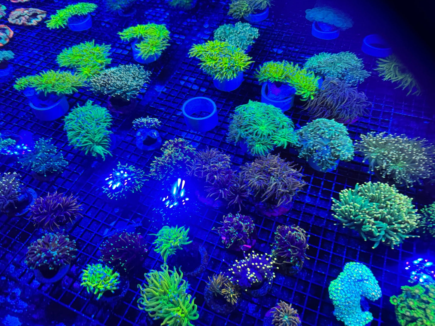 #wholesale_coral# - #saltwater_fish# #saltwater_coral# - #rare corals# - #coralsdepot# - #Corals_Depot# - #live_corals# - #eye - catching - coral# #quality_marine_fish# - #quality - marine# #discoun