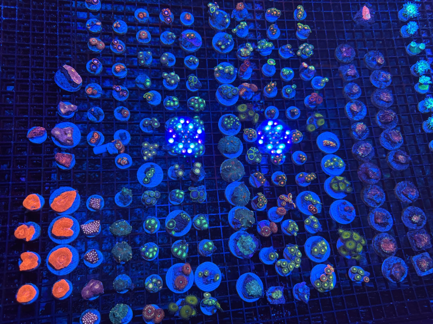 #wholesale_coral# - #saltwater_fish# #saltwater_coral# - #rare corals# - #coralsdepot# - #Corals_Depot# - #live_corals# - #eye - catching - coral# #quality_marine_fish# - #quality - marine# #discoun