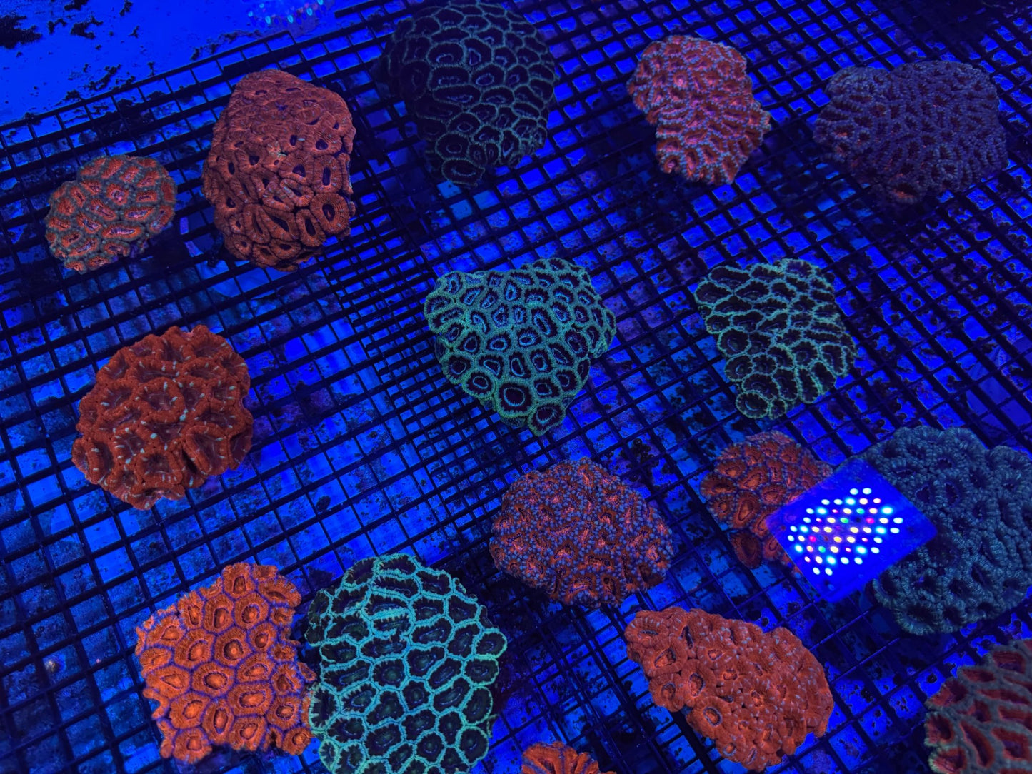 #wholesale_coral# - #saltwater_fish# #saltwater_coral# - #rare corals# - #coralsdepot# - #Corals_Depot# - #live_corals# - #eye - catching - coral# #quality_marine_fish# - #quality - marine# #discoun