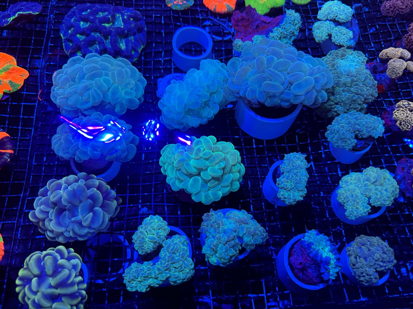 #wholesale_coral# - #saltwater_fish# #saltwater_coral# - #rare corals# - #coralsdepot# - #Corals_Depot# - #live_corals# - #eye - catching - coral# #quality_marine_fish# - #quality - marine# #discoun