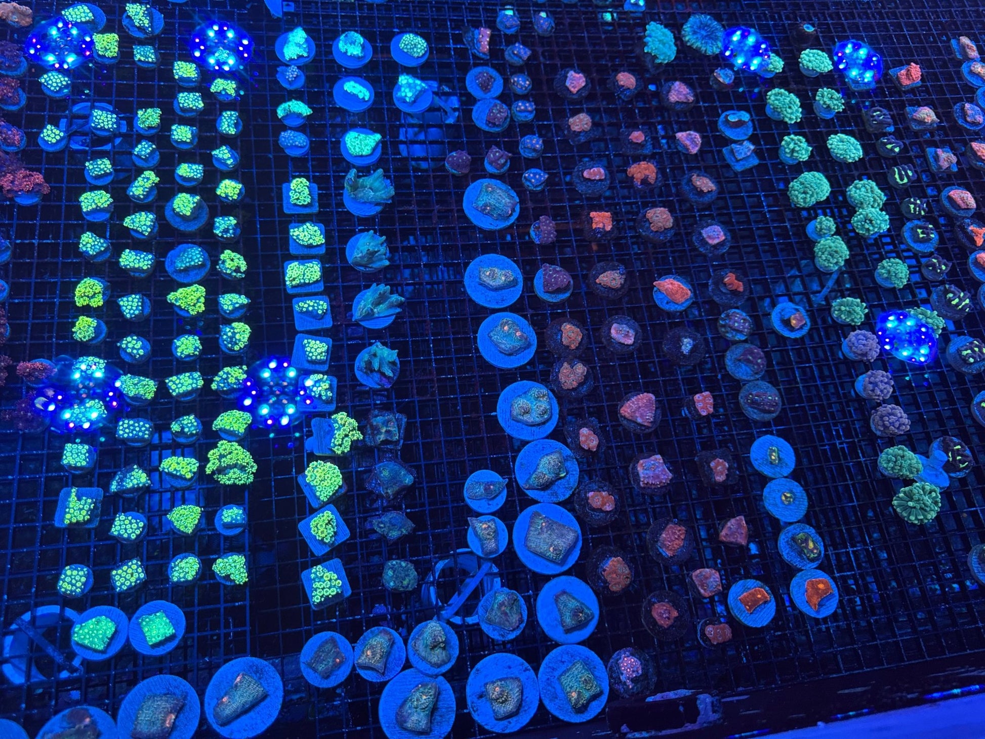 #wholesale_coral# - #saltwater_fish# #saltwater_coral# - #rare corals# - #coralsdepot# - #Corals_Depot# - #live_corals# - #eye - catching - coral# #quality_marine_fish# - #quality - marine# #discoun