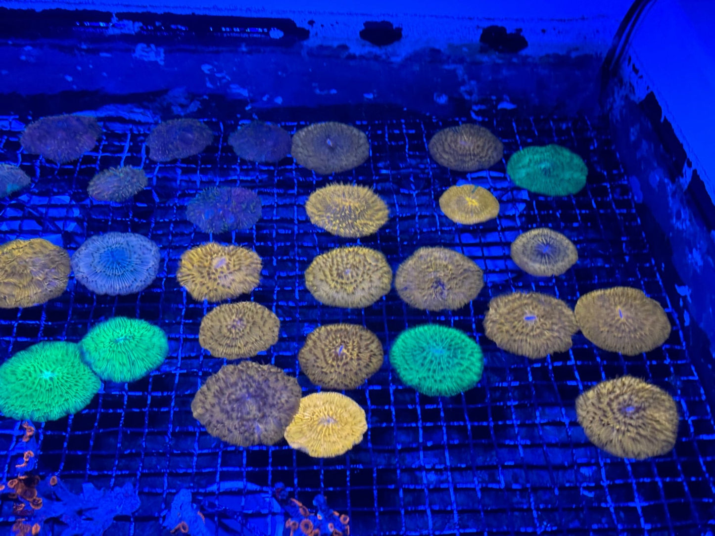#wholesale_coral# - #saltwater_fish# #saltwater_coral# - #rare corals# - #coralsdepot# - #Corals_Depot# - #live_corals# - #eye - catching - coral# #quality_marine_fish# - #quality - marine# #discoun