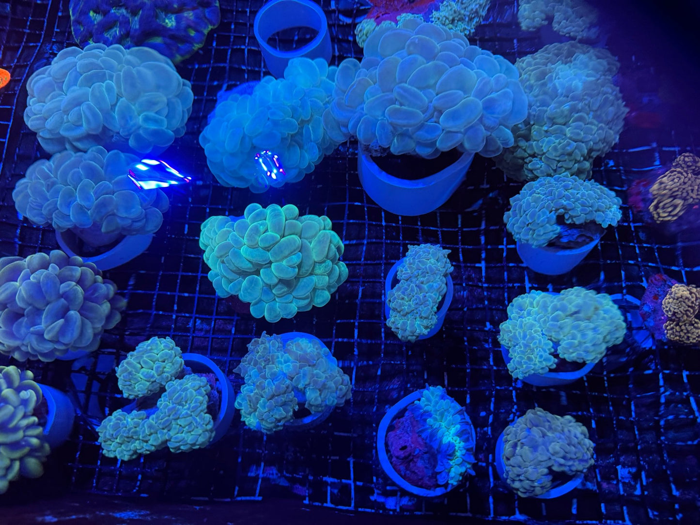 #wholesale_coral# - #saltwater_fish# #saltwater_coral# - #rare corals# - #coralsdepot# - #Corals_Depot# - #live_corals# - #eye - catching - coral# #quality_marine_fish# - #quality - marine# #discoun