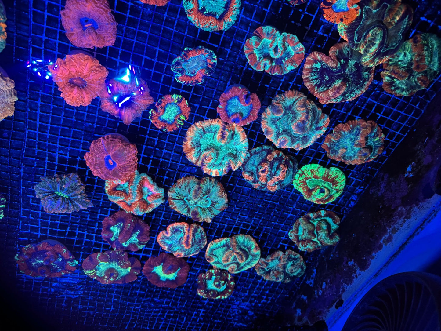 #wholesale_coral# - #saltwater_fish# #saltwater_coral# - #rare corals# - #coralsdepot# - #Corals_Depot# - #live_corals# - #eye - catching - coral# #quality_marine_fish# - #quality - marine# #discoun