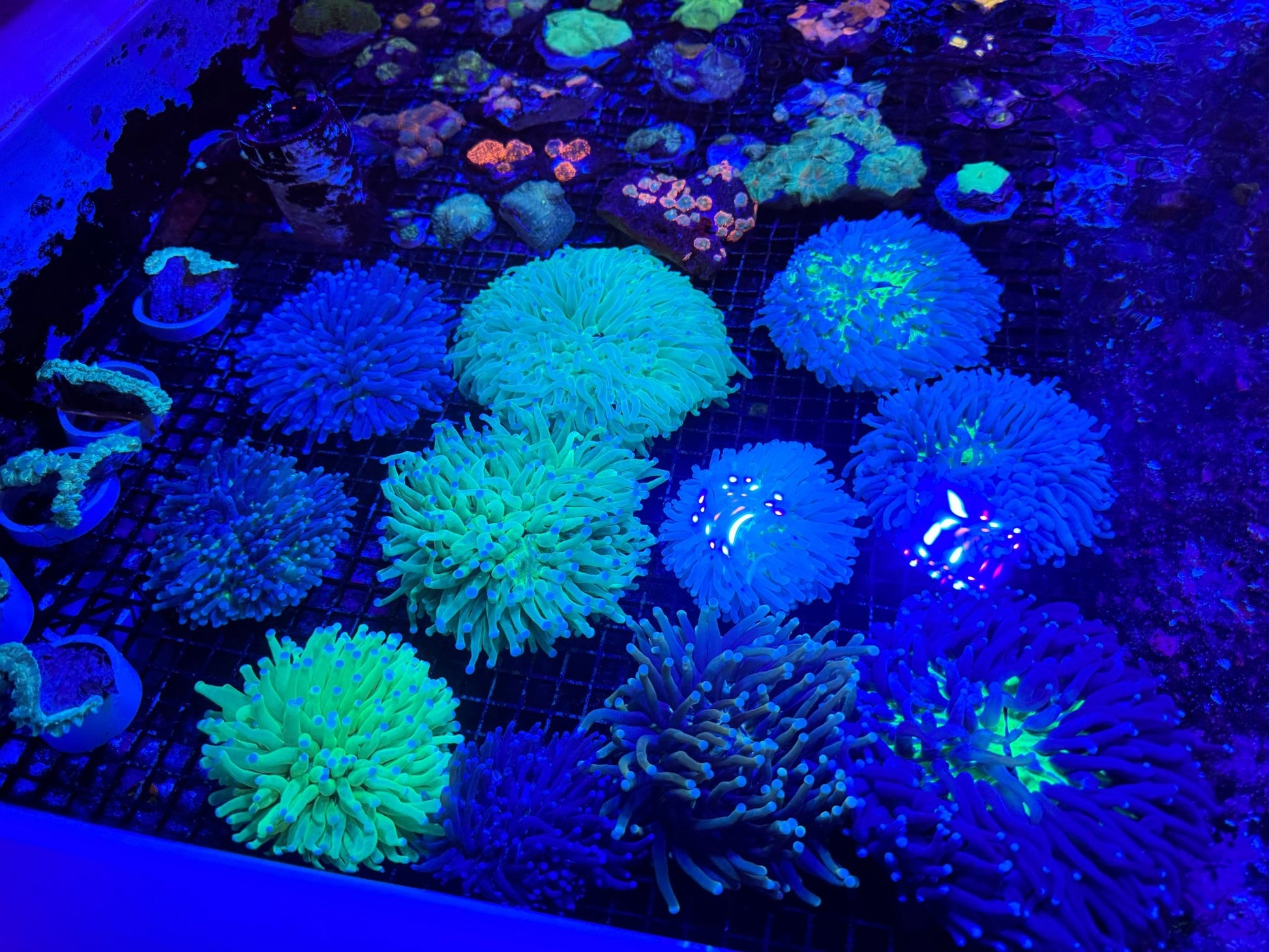 #wholesale_coral# - #saltwater_fish# #saltwater_coral# - #rare corals# - #coralsdepot# - #Corals_Depot# - #live_corals# - #eye - catching - coral# #quality_marine_fish# - #quality - marine# #discoun