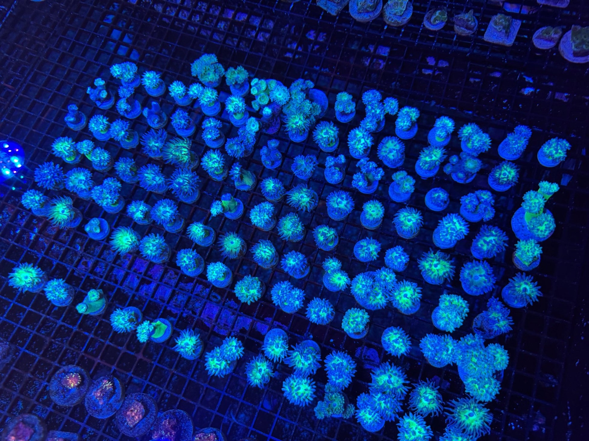 #wholesale_coral# - #saltwater_fish# #saltwater_coral# - #rare corals# - #coralsdepot# - #Corals_Depot# - #live_corals# - #eye - catching - coral# #quality_marine_fish# - #quality - marine# #discoun