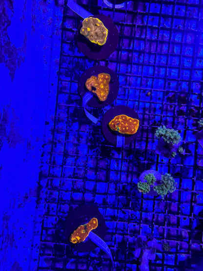 #wholesale_coral# - #saltwater_fish# #saltwater_coral# - #rare corals# - #coralsdepot# - #Corals_Depot# - #live_corals# - #eye - catching - coral# #quality_marine_fish# - #quality - marine# #discoun