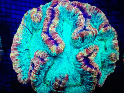 #wholesale_coral# - #saltwater_fish# #saltwater_coral# - #rare corals# - #coralsdepot# - #Corals_Depot# - #live_corals# - #eye - catching - coral# #quality_marine_fish# - #quality - marine# #discoun