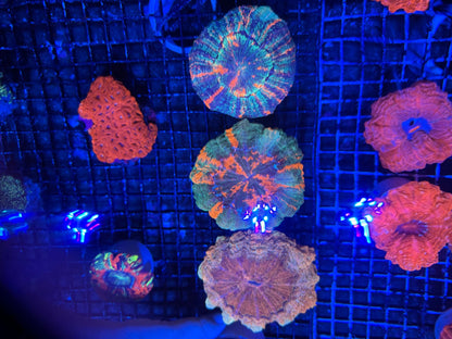 #wholesale_coral# - #saltwater_fish# #saltwater_coral# - #rare corals# - #coralsdepot# - #Corals_Depot# - #live_corals# - #eye - catching - coral# #quality_marine_fish# - #quality - marine# #discoun