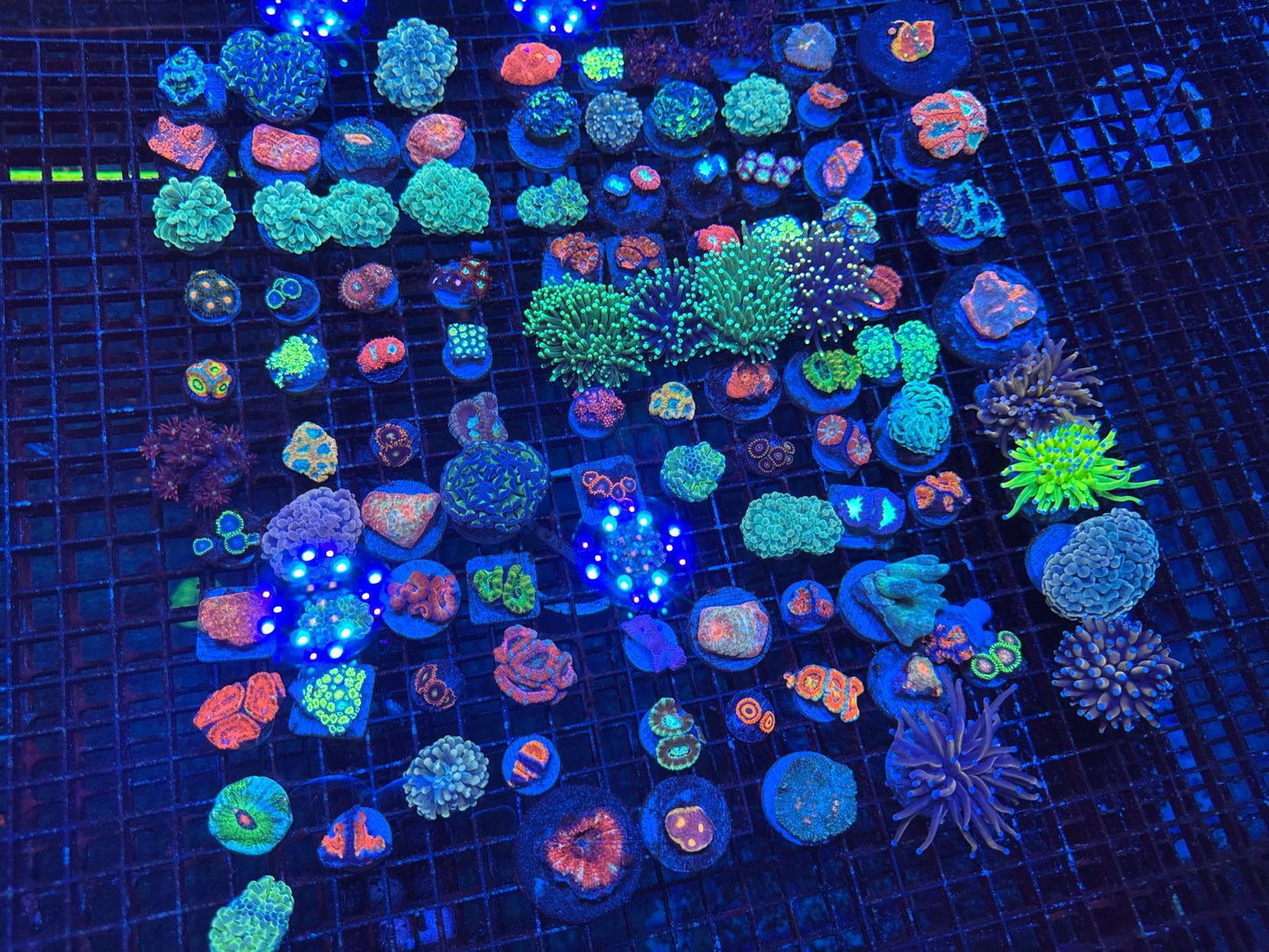 #wholesale_coral# - #saltwater_fish# #saltwater_coral# - #rare corals# - #coralsdepot# - #Corals_Depot# - #live_corals# - #eye - catching - coral# #quality_marine_fish# - #quality - marine# #discoun