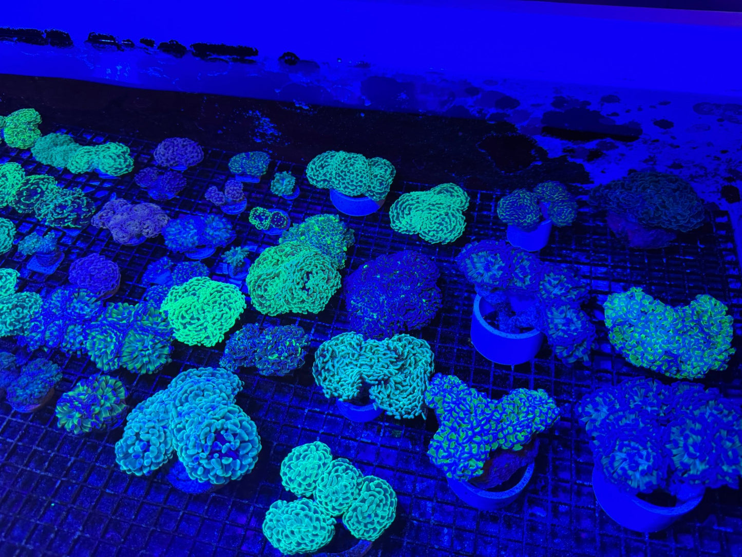 #wholesale_coral# - #saltwater_fish# #saltwater_coral# - #rare corals# - #coralsdepot# - #Corals_Depot# - #live_corals# - #eye - catching - coral# #quality_marine_fish# - #quality - marine# #discoun