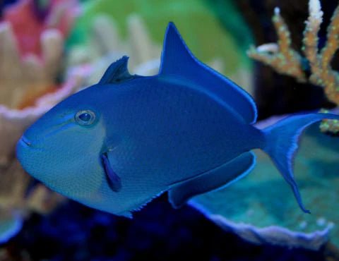 wholesale_coral - saltwater_fish saltwater_coral - rare corals - coralsdepot - Corals_Depot - live_corals - eye - catching - coral quality_marine_fish - quality - marine discoun